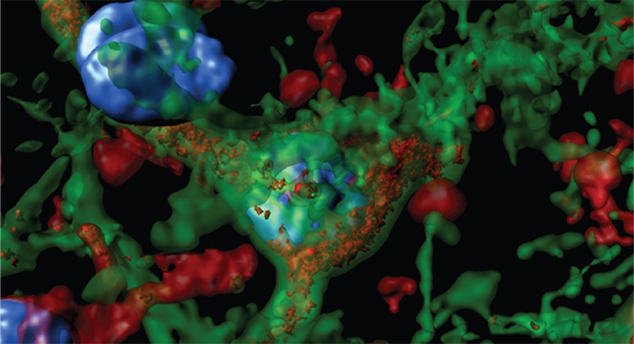 Confocal analysis at 63x magnification