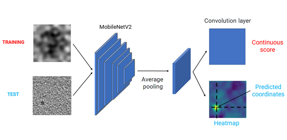 neural-network-based models analyze CT scan images