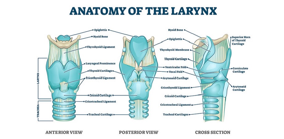 the larynx contains two vocal folds that drive primary functions, including breathing, swallowing, and vocalizing