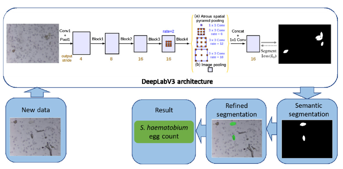 Schematics of the proposed two-stage diagnosis framework urogenital schistosomiasis with DeepLabV3-MobileNetV3 deep learning architecture 