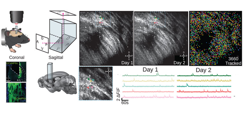 a microprism approach for brain imaging