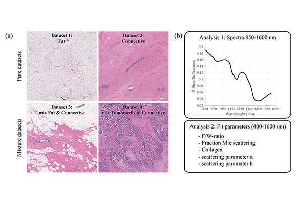 Examples of histopathology in the datasets used in the analyses. Locations were selected from the specimens of patients with and without chemotherapy, which consisted of >95% fat tissue (dataset 1), >95% connective tissue (dataset 2), a mixture of fat and connective tissue (dataset 3), or a mixture of tumor cells and connective tissue (dataset 4).