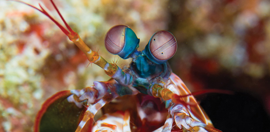 The mantis shrimp: From ocean predator to optical inspiration