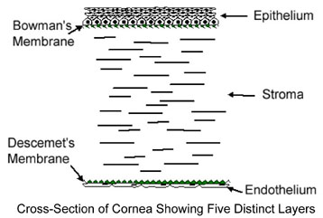 Cornea