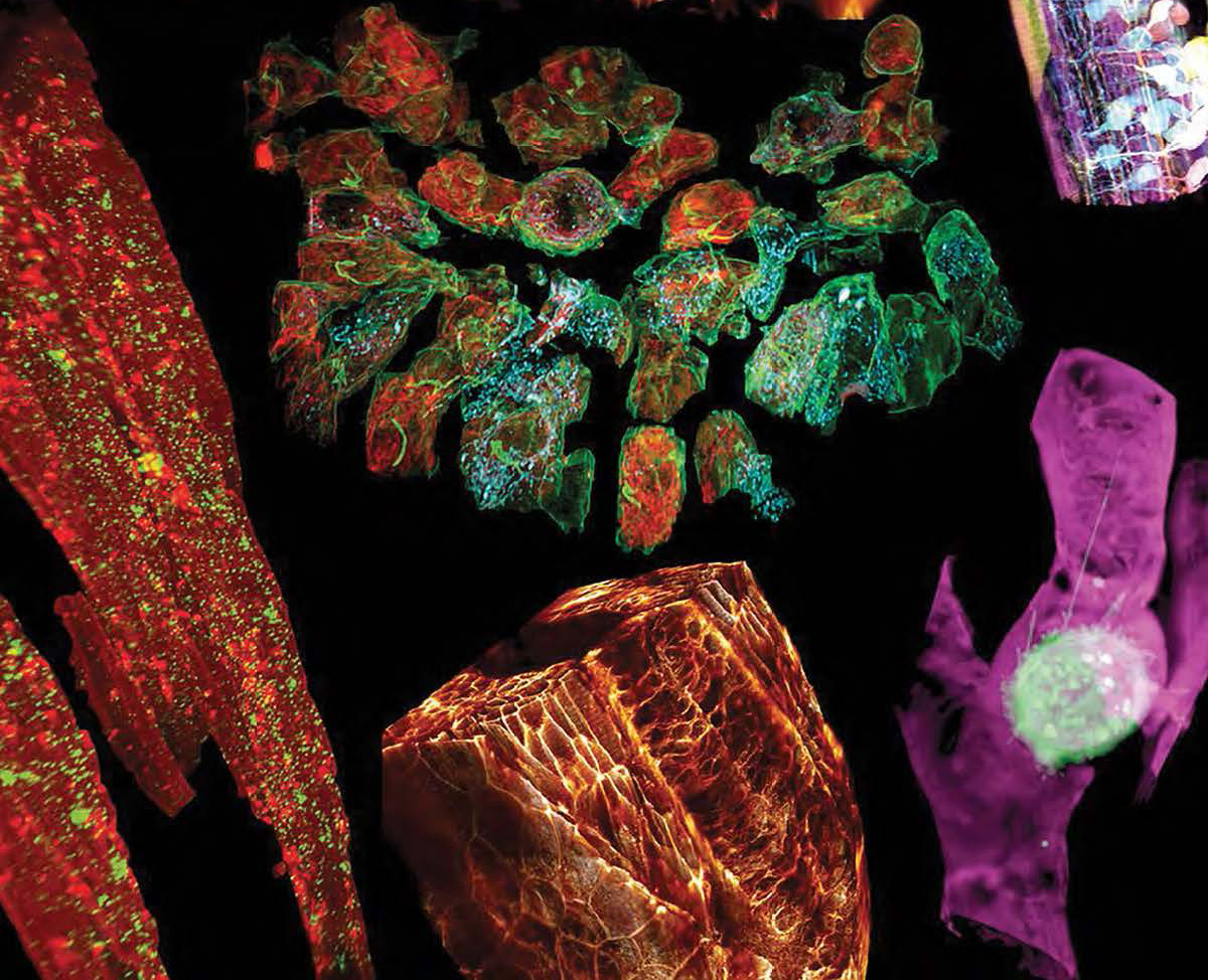 Credit: Reprinted with permission from Liu et al., Science 360:6386 (2018).