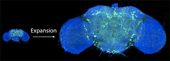 expansion microscopy