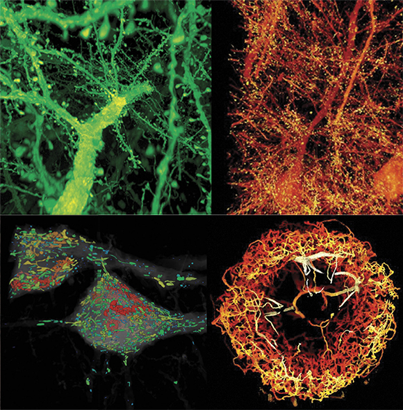 fly expansion microscopy